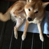 しばしば