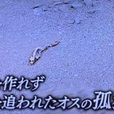 情無合成獣スフィアマザコンザウルス